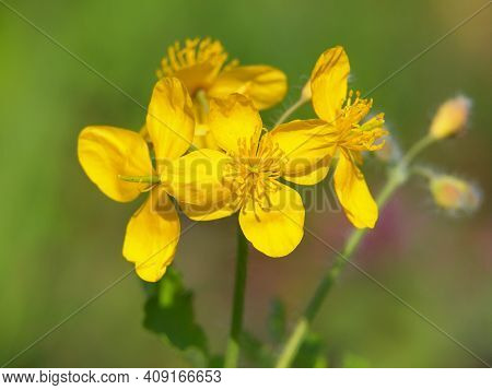 Yellow Flowers Of Greater Celandine, Chelidonium Majus