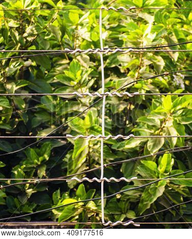 High Voltage Three Phase Electric Cable Wires To Supply Electricity In The Area