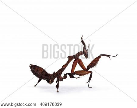 Side View Of Ghost Mantis Aka Phyllocrania Paradoxa Nymph. Standing Side Ways With One Paw In Kung F