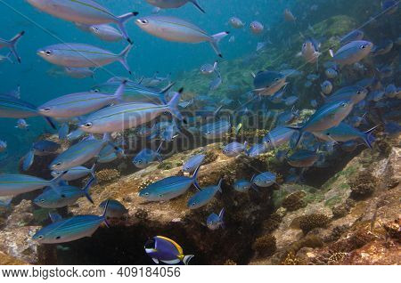 School Of Doubleline Fusilier ( Pterocaesio Digramma ) \n Swimming Over Rocky Reef