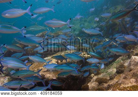 School Of Doubleline Fusilier ( Pterocaesio Digramma ) \n Swimming Over Rocky Reef