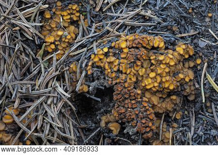 The Anthracobia Nitida Is An Inedible Mushroom , An Intresting Photo