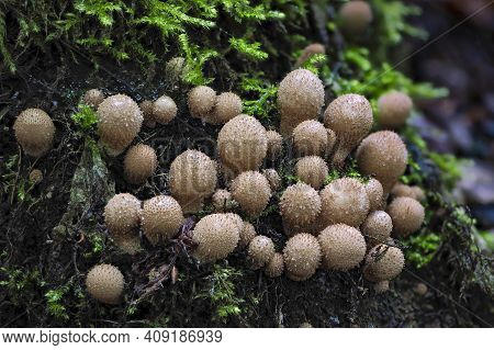The Stump Puffball (apioperdon Pyriforme) Is An Inedible Mushroom , An Intresting Photo