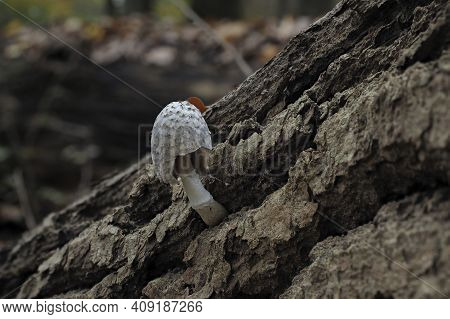 The Coprinopsis Episcopalis Is An Inedible Mushroom , An Intresting Photo