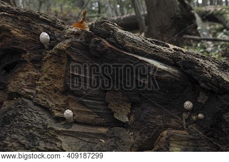 The Coprinopsis Episcopalis Is An Inedible Mushroom , An Intresting Photo