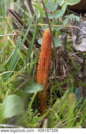 The Scarlet Caterpillarclub (cordyceps Militaris) Is An Edible Mushroom , An Intresting Photo