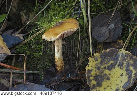 The Girdled Webcap (cortinarius Trivialis) Is An Poisonous Mushroom , An Intresting Photo