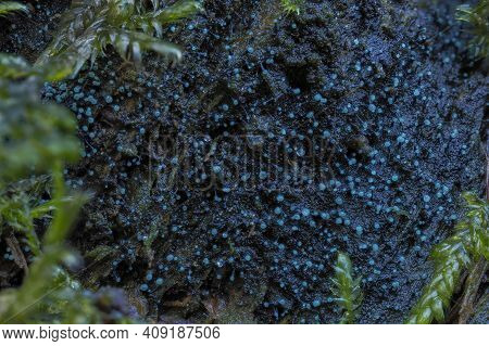 The Dendrostillbella Smaragdina Is An Inedible Mushroom , An Intresting Photo