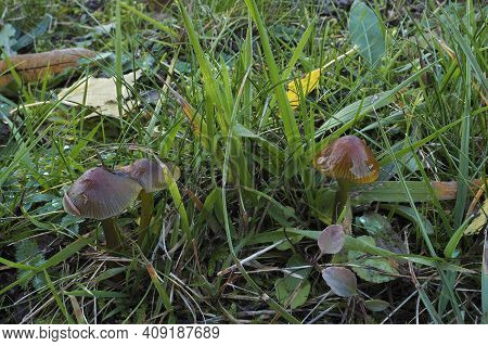The Parrot Waxcap (gliophorus Psittacinus) Is An Inedible Mushroom , An Intresting Photo