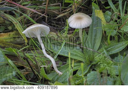 The Cedarwood Waxcap (hygrocybe Russocoriacea) Is An Inedible Mushroom , An Intresting Photo