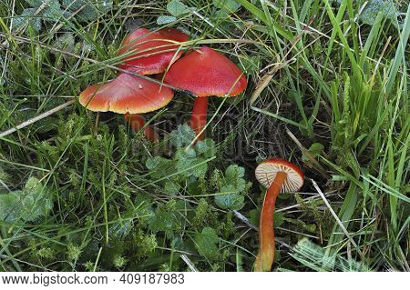 The Scarlet Waxcap (hygrocybe Coccinea) Is An Inedible Mushroom , An Intresting Photo