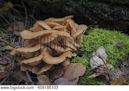 The Aniseed Cockleshell (lentinellus Cochleatus) Is An Edible Mushroom , An Intresting Photo