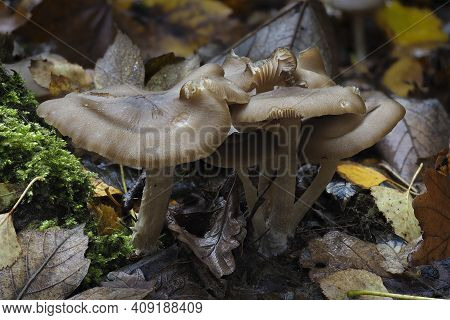 The Clustered Domecap (lyophyllum Decastes) Is An Edible Mushroom , An Intresting Photo