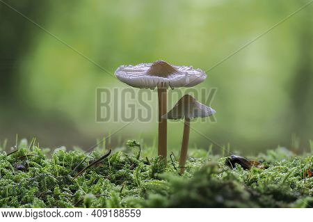 The Common Bonnet (mycena Galericulata) Is An Inedible Mushroom , An Intresting Photo