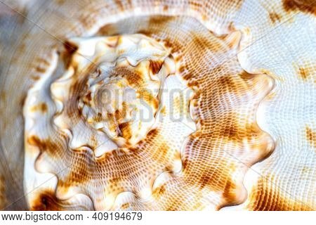 Close-up Of Marine Big Beige-white Bivalvia Shell. Photography Of Lively Nature And Wildlife.