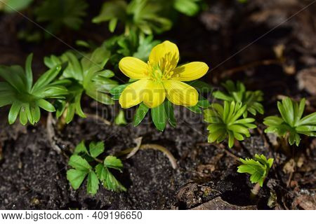 Close Up Of An Eranthis Hyemalis - Winterling
