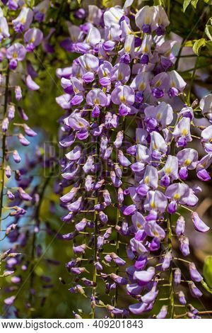 View Of Wisteria Frutescens American Blue Rain Flowers. Photography Of Lively Nature And Wildlife.