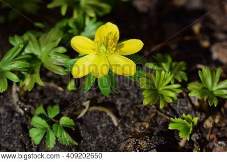 Close Up Of An Eranthis Hyemalis - Winterling