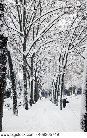 Alley Of Trees Covered In Snow In A Park In Madrid During The Filomena Storm.