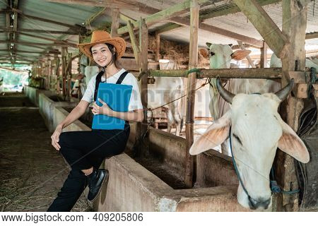 Cowboy Woman With A Clipboard Sits At A Cow Feeder While Wearing A Hat In A Large Cow Shed