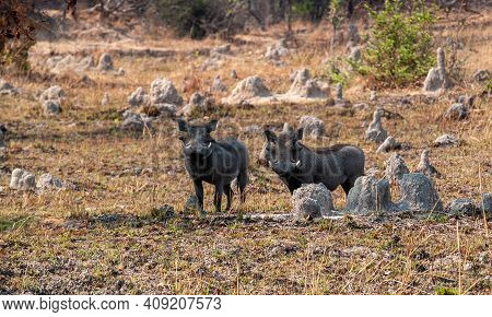 Two Warthogs In Kafue National Park, Zambia