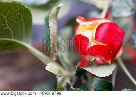 A Cracked Overripe Apple On A Tree Branch, The Apple Whose Skin Has Ripped From Its Overabundance