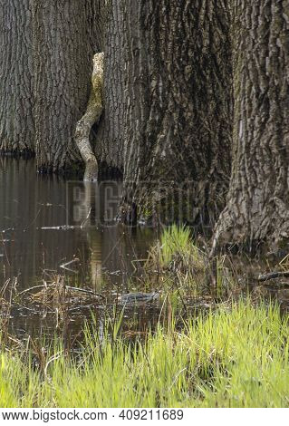 Trees And Grasses Usually On Dry Land Have Their Feet In The Water Isn A Vernal Pond In Spring At Wa