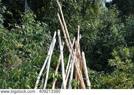 Thin Tree Branches Without Bark Surrounded By Green Trees