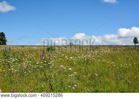 Flower Meadow With Purple Lupins, Trees  And Blue Sky In The High Rhoen, Bavaria, Germany