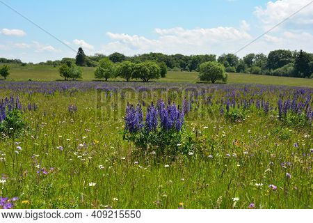 Green Meadows With Lots Of Purple Lupins In The High Rhoen, Bavaria, Germany