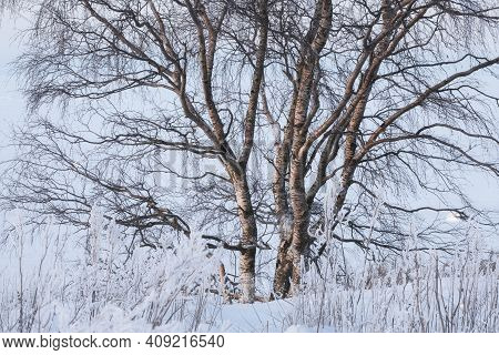 The Trunk Of A Red Karelian Birch In Winter In Karelia Among The Snow