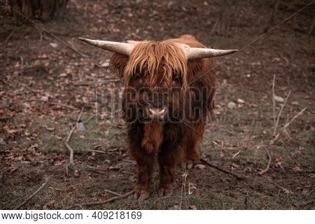 Bos Mutus Behavior On A Farm On Rural Areas