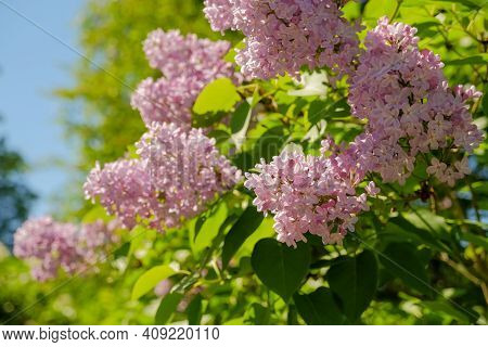 View On The Pink Flowers Of The Lilac - With Space For Text Or Other Ideas.lilac Branches On A Backg