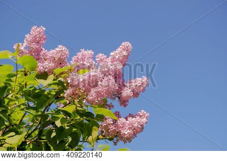 View On The Pink Flowers Of The Lilac - With Space For Text Or Other Ideas.lilac Branches On A Backg