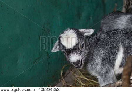 Home Environment. The Goat Has Just Farrowed And Protects Its Offspring. Small Depth Of Field. Soft