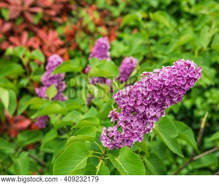 Branch With Blooming Purple Flower Of Lilac.