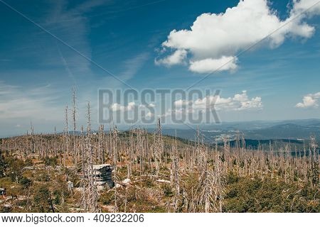 Devastated Šumava Forests By Bark Beetle. Strong Winds And Soil Erosion Cause The Forests To Dry Out