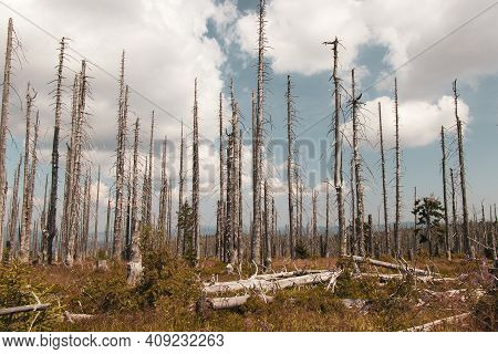 Destroyed Šumava Landscape Is Trying To Regain Its Diverse Vegetation And Biodiversity After A Stron