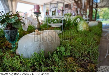 Many Pumpinks On Display Made Of Table With Plants Growing From It.