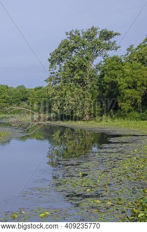 A Backwater Pond Area Of The Desplaines River Fills With Lily Pads, Desplaines State Fish & Wildlife