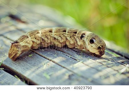 Siyah swallowtail