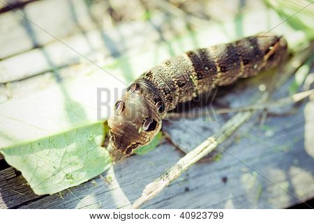 Siyah swallowtail