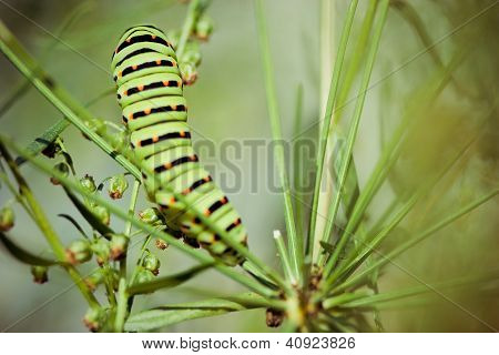 Siyah swallowtail