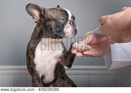 Veterinary Doctor Before Inject Antiparasitic Vaccine To Dog Boston Terrier With Syringe