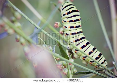 Siyah swallowtail