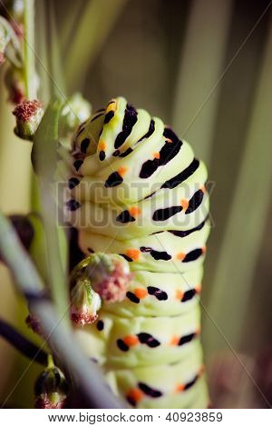 Siyah swallowtail