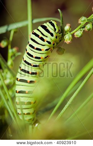 Siyah swallowtail