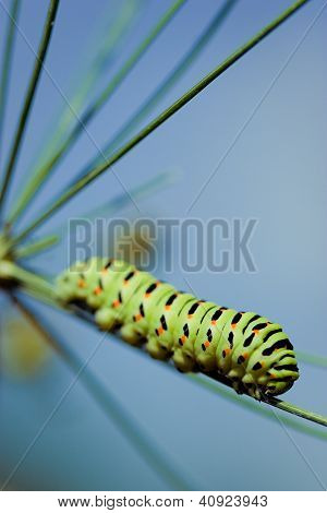 Siyah swallowtail
