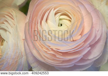 Pink Ranunculus Flowers Close Up With Blurred Background. Copy Space.