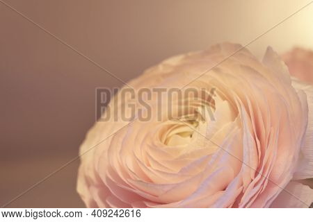 A Pink Ranunculus Flower With Blurred Background. Copy Space.